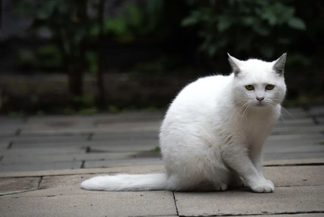 1764660786516052769.jpeg 1764660786516052769.jpeg