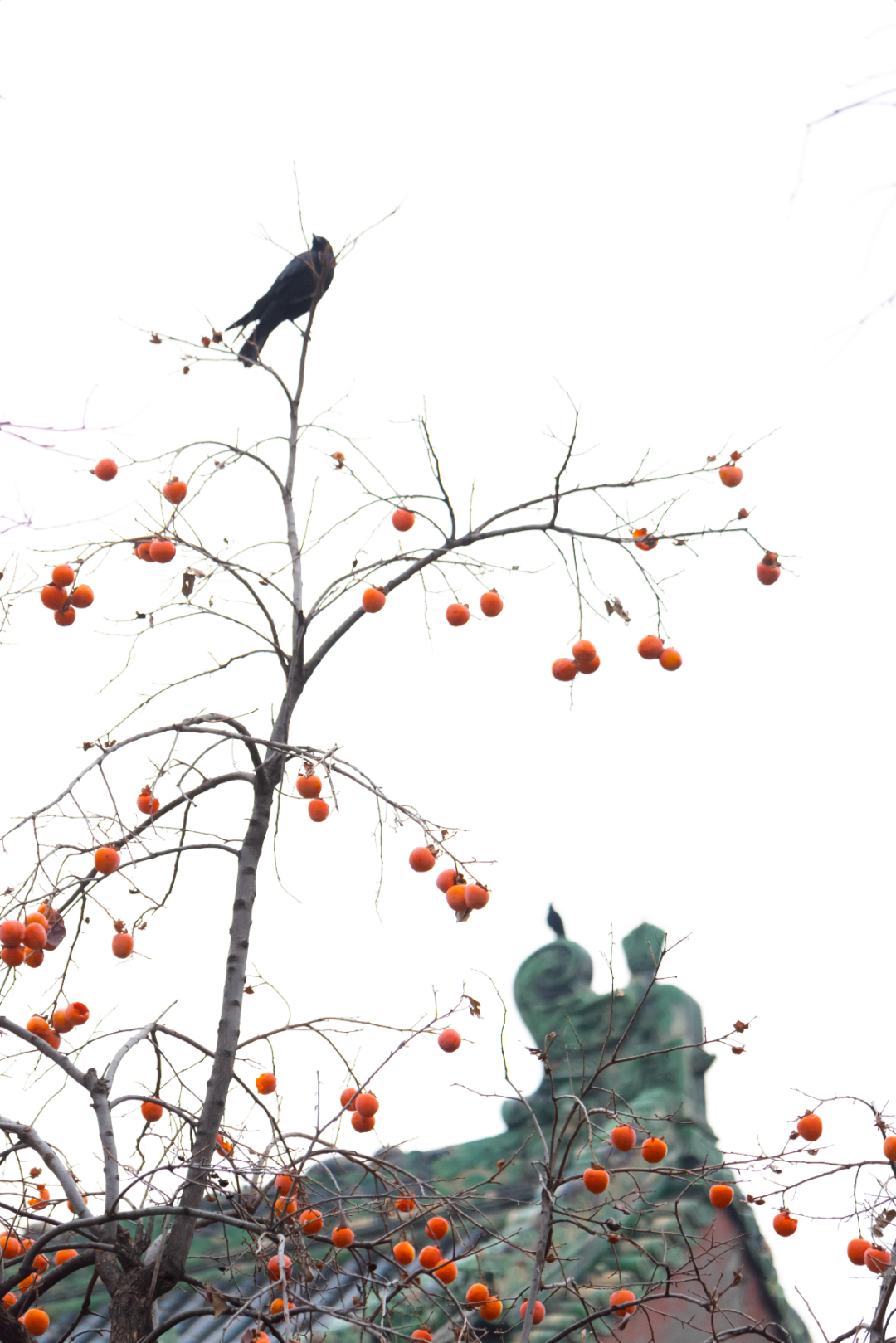 1764660921976042706.png 1764660921976042706.png