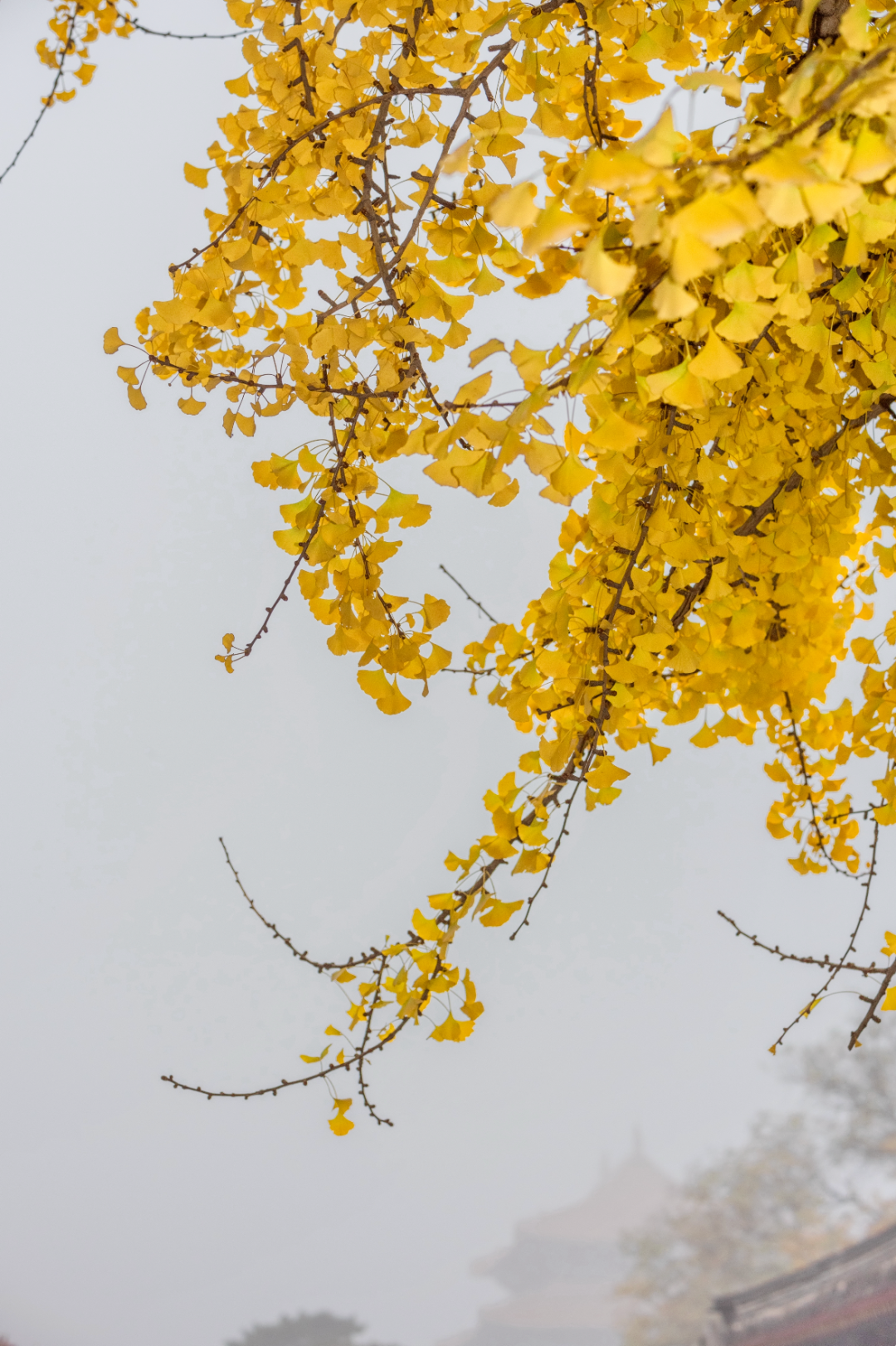 1764660969382005204.png 1764660969382005204.png